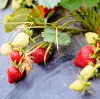 specialty crops