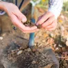 soil