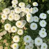 Many small white flowers