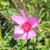 Pink flower