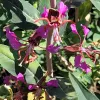 Fuchsia pink flowers with widely spread, angular petals