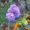 Purple flower in a ball shape