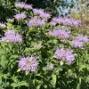 Untidy light purple flowers on tall leafy stems
