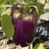 Dark purple bell pepper