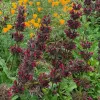 Tall spike of reddish-purple flowers in whorls around stem