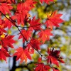 fall leaves