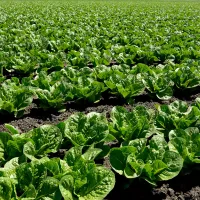 Lettuce
